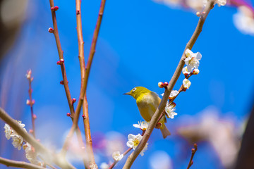 The Japanese White-eye and white plum blossoms. Located in Tokyo Prefecture Japan.