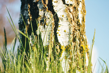 birch forest in sunlight
