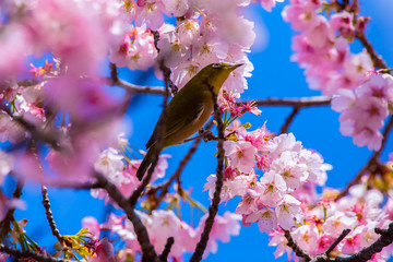 The Japanese White-eye.The background is cherry blossoms. Located in Tokyo Prefecture Japan.