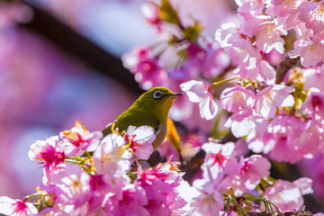 The Japanese White-eye.The background is cherry blossoms. Located in Tokyo Prefecture Japan.