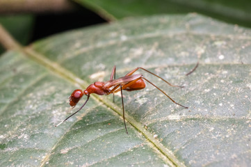macro close up view of red ant