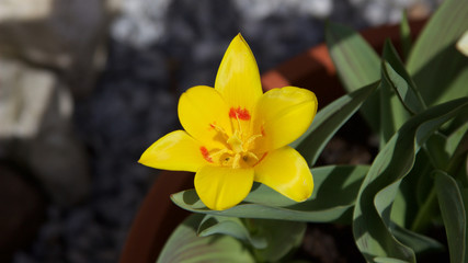 Frühling im Garten, die erste Tulpen blühen