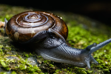 close up shot of snail