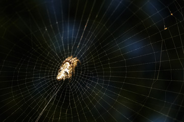 close up shot of spider