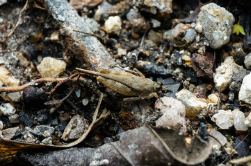 close up shot of grasshopper