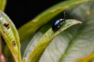 close up shot of black beetle
