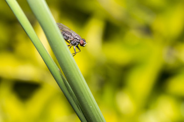 Fly standing on a leaf