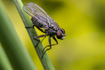 Fly standing on a leaf