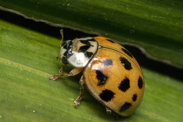 Brown ladybug with black dots on a plant leaves