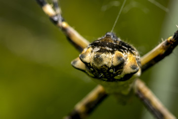 Spider waiting for prey on its web
