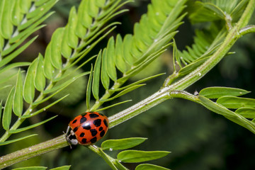 Cute red ladybug with black dots on a plant branch