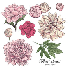 colorful peony vector set © zuk_ka
