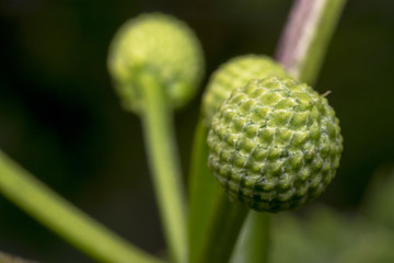 Closed hibiscus flower in the wild