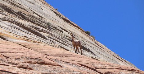 Goats on mountain in Zion national Park
