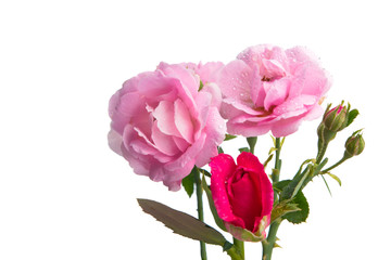 Bunch of roses isolated on white