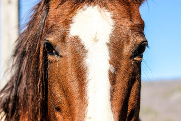 horse close-up