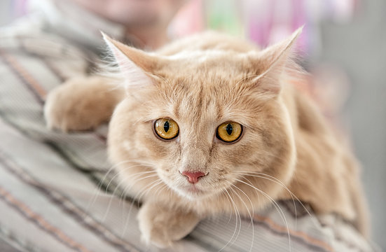 Beautiful fluffy cat breeds Persian Angora close-up. A horizontal frame.