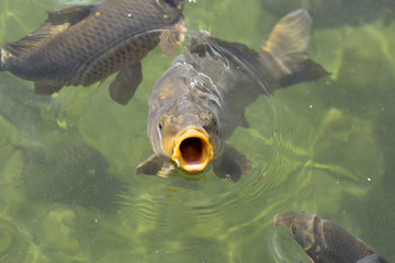 Carp with big open mouth, eating/feeding in clear pond water