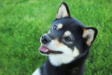 Black shiba inu dog on green grass