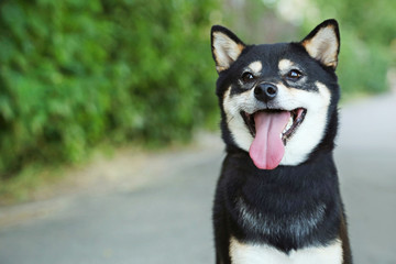 Beautiful black shiba inu dog