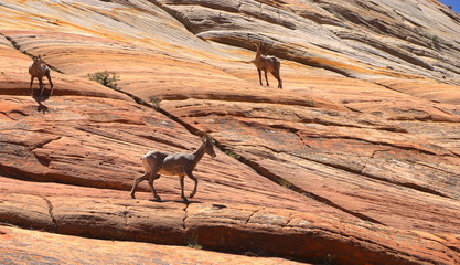 Mountain goats in Zion park