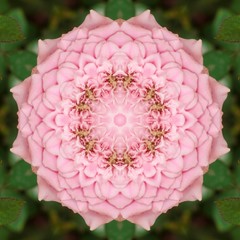 surface rose kaleidoscope Pattern,For scrapbook, wallpaper, cases for smartphones, web background,...