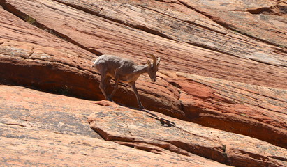 Obraz premium Mountain Goat in Zion Park