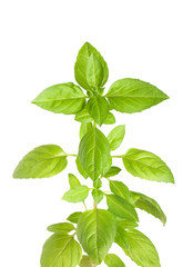 Branch of basil herb leaves isolated on white background