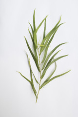 Obraz premium Herbarium 