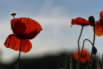 Mohnblume mit Biene