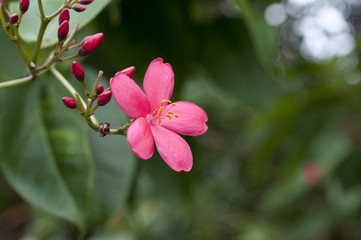 テイキンザクラ