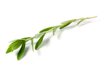 Fototapeta premium Sprig of fresh thyme isolated on a white background