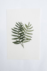 Herbarium 