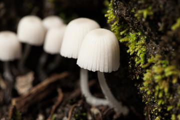 Close up of White Hawaiian Mushrooms 