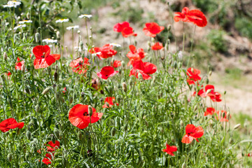 Blooming poppies in summer field as background