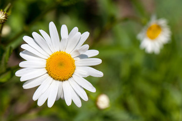 Blooming Chamomile in the field. Top view