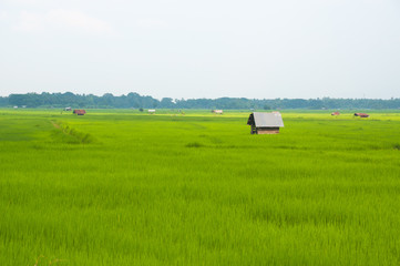 Fototapeta premium Beautiful landscape of green rice field with huts in north of Thailand in rainy season
