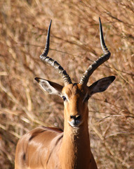 Impala Deer