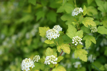 Flowering vesicle, Physocarpus