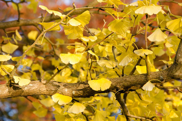 Autumn yellow ginkgo leafs