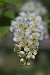 Inflorescence of bird cherry close-up
