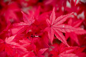 Red maple leaf, maple tree blurred background