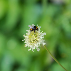 Buff-tailed bumblebee on a white flower, insect