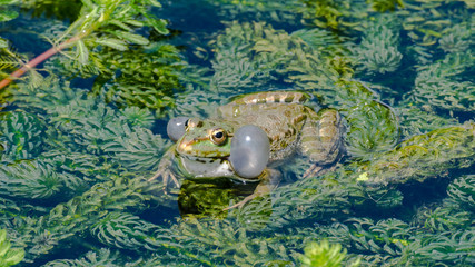 Green frog making bubbles in duckweeds