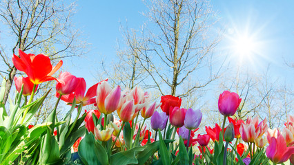Glück, Lebensfreude, Frühlingserwachen, Leben: Buntes, duftendes Blumenfeld im Frühling :)