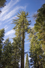 Photo of ancient sequoias against blue sky, Mariposa Grove, Yosemite, CA