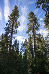 Photo of ancient sequoias against blue sky, Mariposa Grove, Yosemite, CA