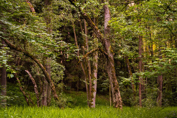 Fototapeta premium The Old Forest