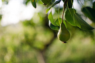 Pears growing on a branch with green leaves in the garden outdoors