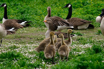 Canadian geese and a greylag goose at Duddingston Loch, Scotland